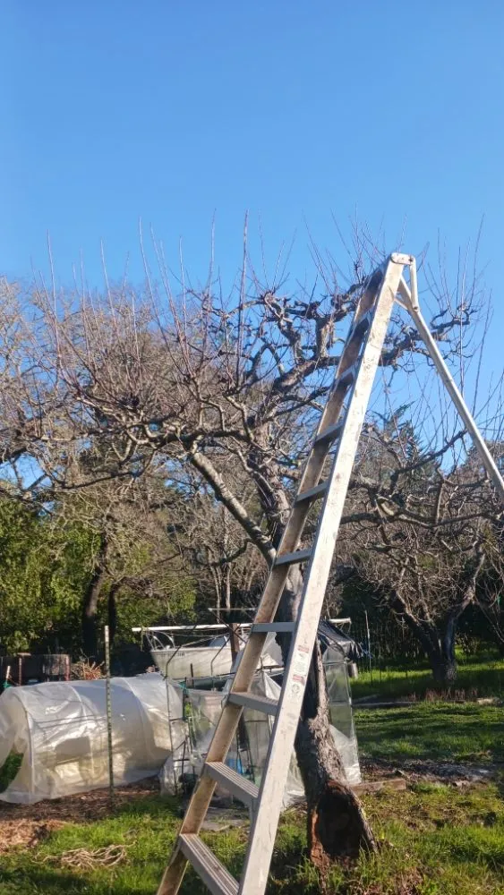 Professional lawn care service experts serving San Francisco, CA - Miguel's General Maintenance