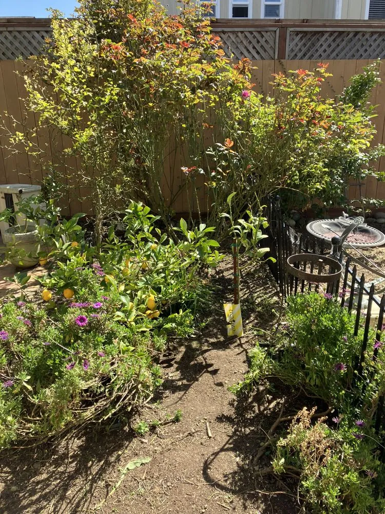 Reliable yard maintenance in San Francisco, CA - Miguel's General Maintenance