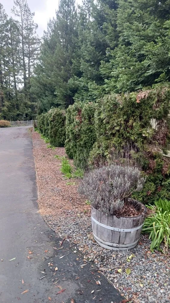 Affordable landscape design for year-round maintenance across San Francisco, CA - Miguel's General Maintenance