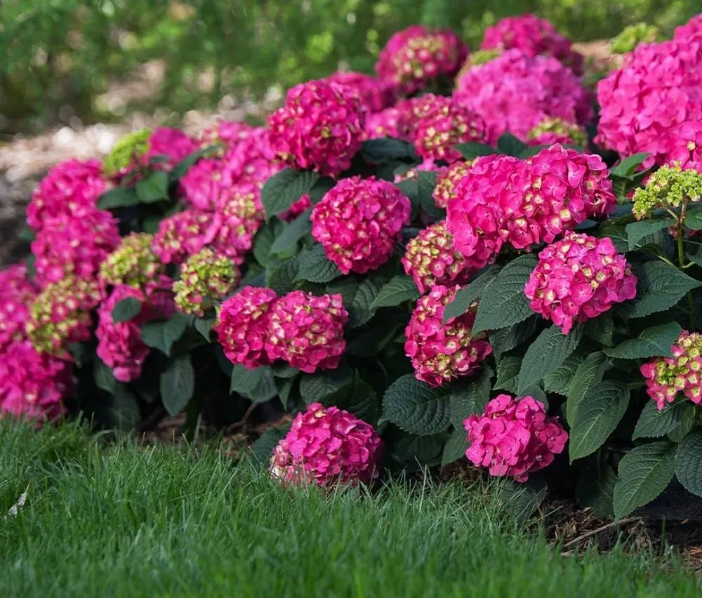 Local yard maintenance experts serving Sturtevant, WI - Miguel's Landscape