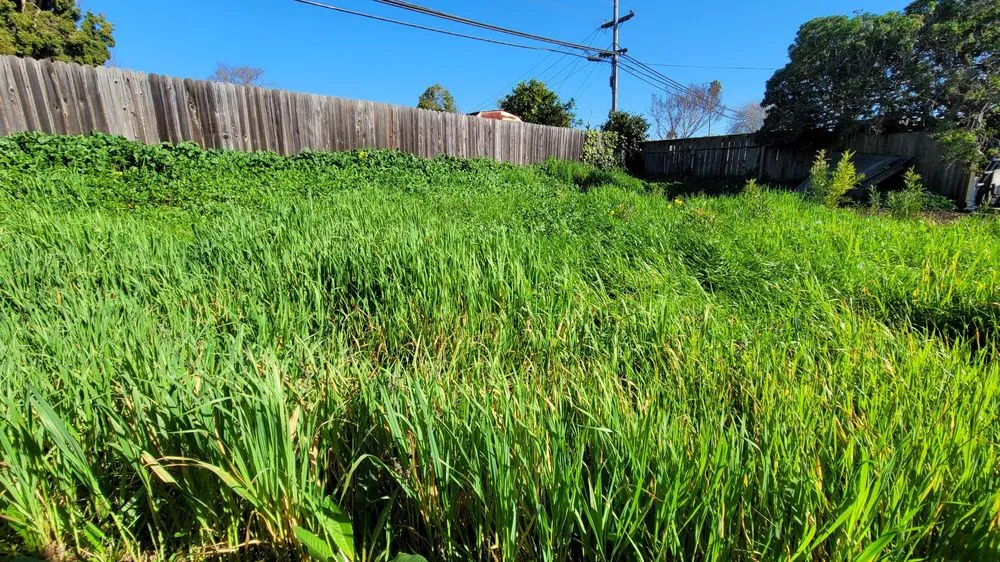 Affordable lawn mowing service in American Canyon, CA by Miguel's Landscaping