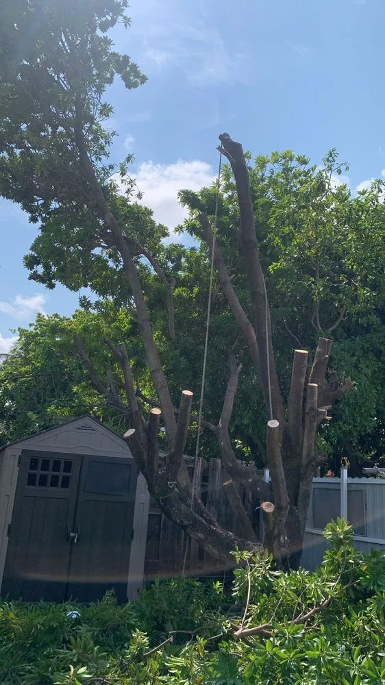 Expert yard maintenance for year-round maintenance across Escondido, CA - Miguels Landscaping and Tree Services