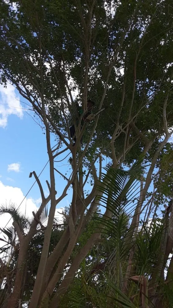 Professional landscaping services for beautiful yards in West Palm Beach, FL by Miguel's Landscaping Services