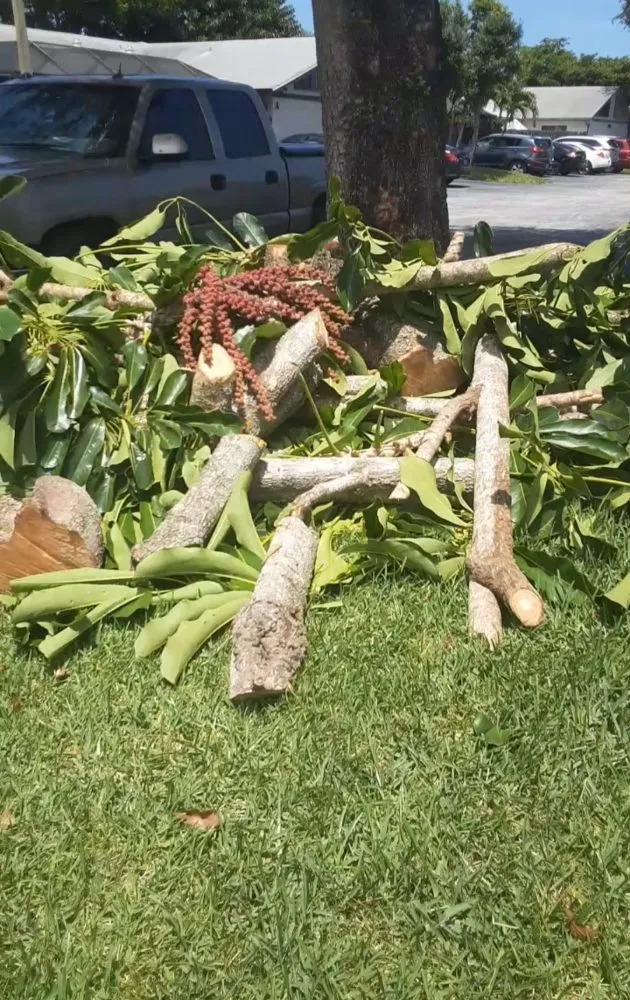 Top-rated outdoor landscaping in West Palm Beach, FL - Miguel's Landscaping Services