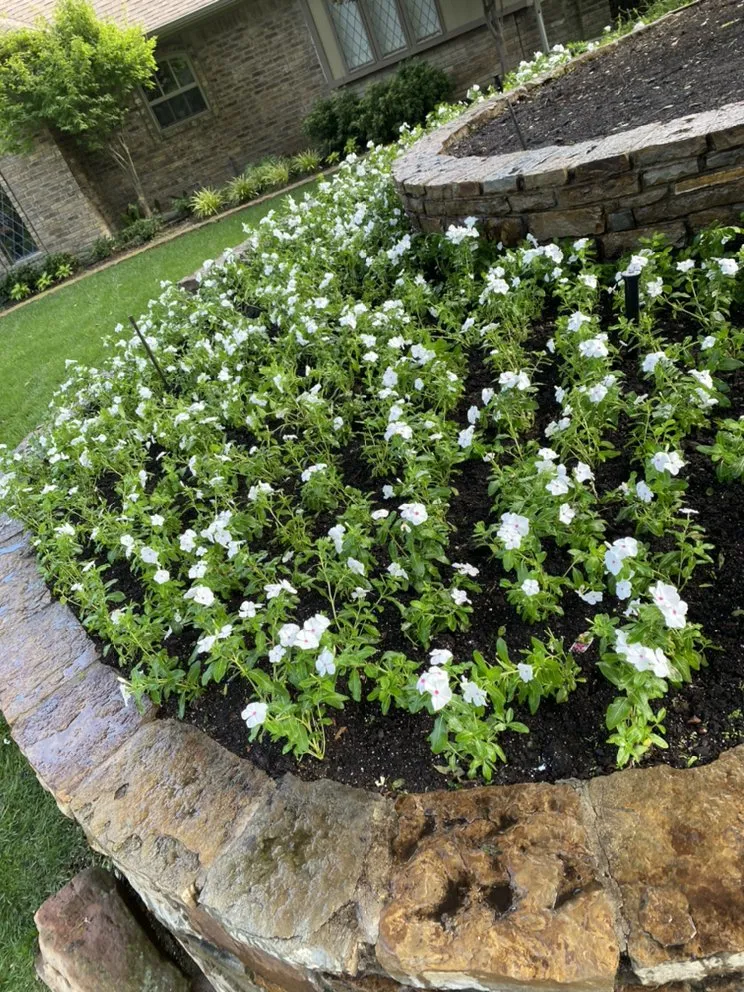 Custom lawn mowing service in Garland, TX by Miguels lawn care & landscape