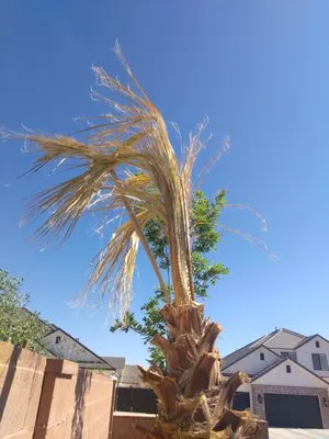 Miguel's Lawn Care & Landscaping