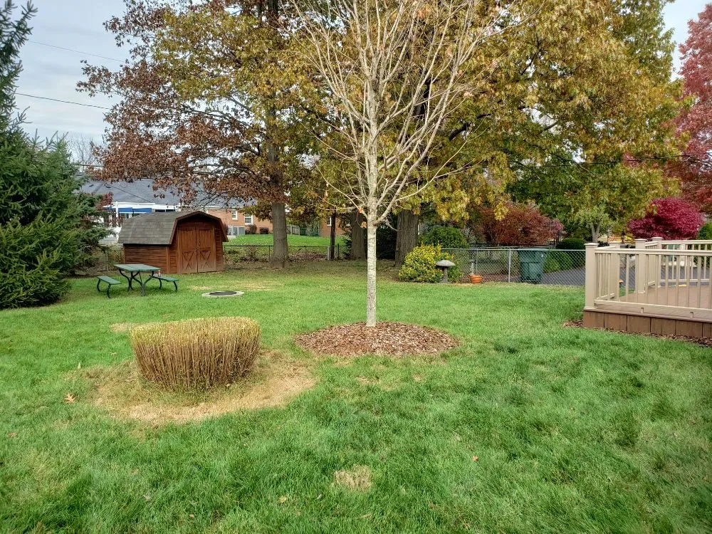 Reliable yard cleanup service experts serving Columbus, OH - Miguel’s Lawn Service