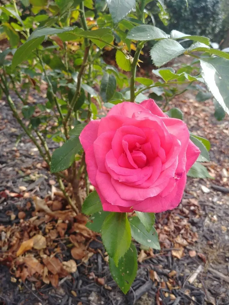 Local yard maintenance in Columbus, OH by Miguel’s Lawn Service