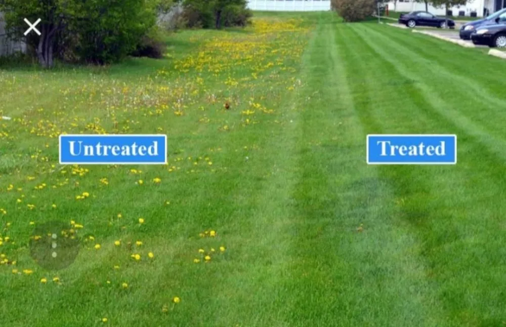 Trusted yard cleanup service experts serving Santa Ana, CA - Miguels Maintenace & Landscape Service