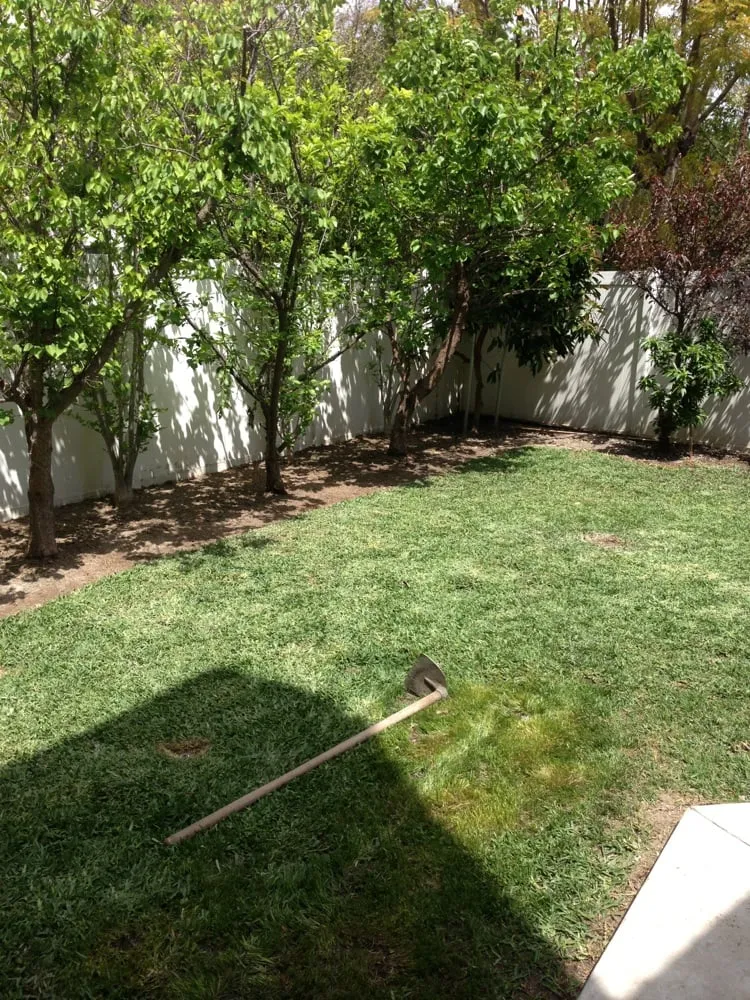 Custom yard cleanup service for residential properties across Santa Ana, CA - Miguels Maintenace & Landscape Service