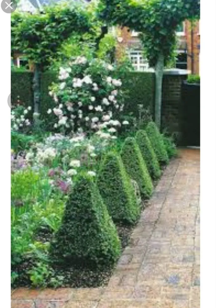 Expert yard cleanup service in Santa Ana, CA by Miguels Maintenace & Landscape Service