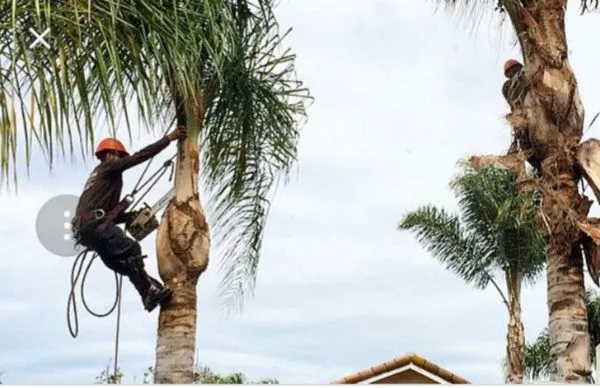 Miguels Maintenace & Landscape Service Logo