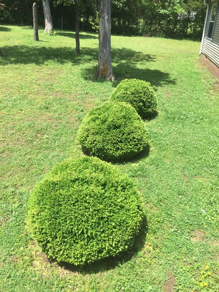 Expert lawn mowing service for year-round maintenance across Lewisburg, TN - Miguel’s Quality Lawncare Services