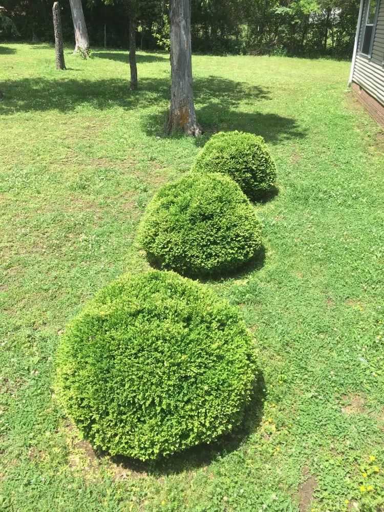 Expert landscape installation for homes across Lewisburg, TN - Miguel’s Quality Lawncare Services