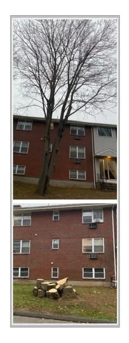 Local yard maintenance in New Britain, CT - Miguels Tree & Landscaping