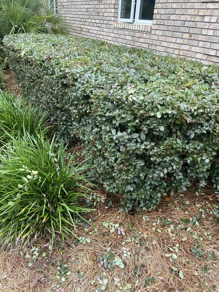 Professional landscape design for outdoor upgrades across Monticello, FL - Miguel's Zero Turn Lawn Service