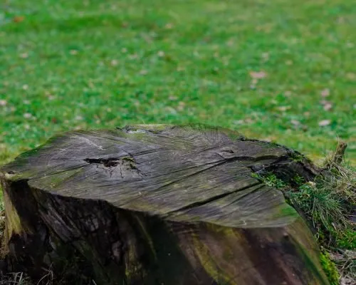 Trusted yard maintenance for homes in Gatesville, TX by Mike and Son's Tree Service