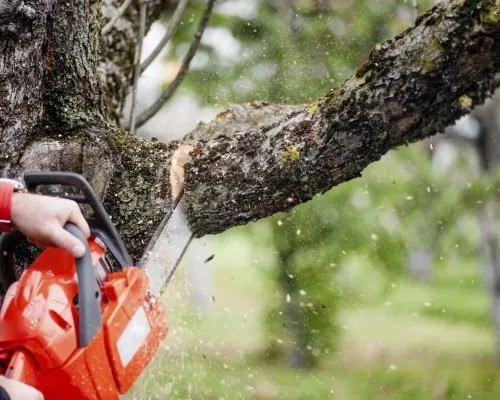 Expert yard maintenance in Gatesville, TX by Mike and Son's Tree Service