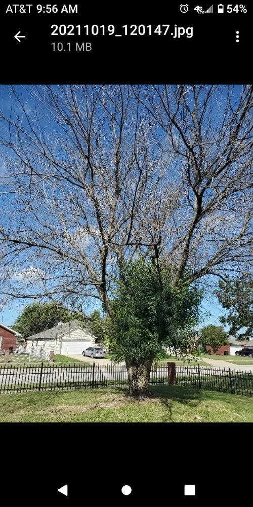 Expert landscaping services for residential properties across Gatesville, TX - Mike and Son's Tree Service