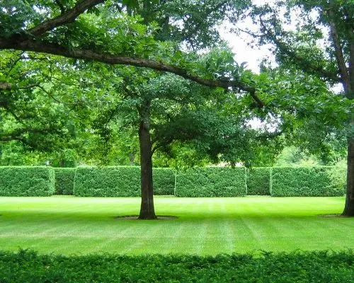 Trusted residential landscaping in Gatesville, TX - Mike and Son's Tree Service