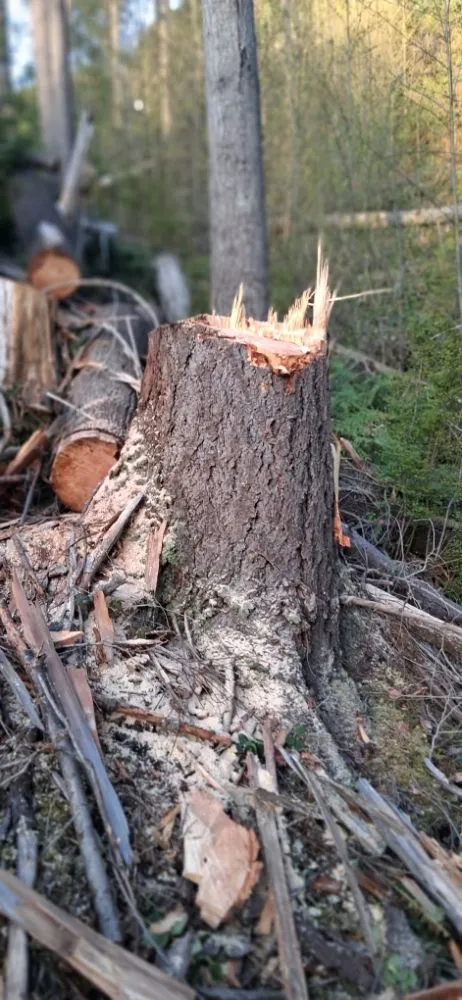 Top-rated residential landscaping in Mount Vernon, WA by Mike and Tracie's Lawn and Tree Service
