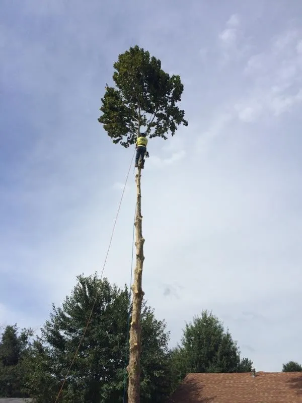 Affordable yard cleanup service in Fort Smith, AR - Mike Carroll Tree Service and Construction