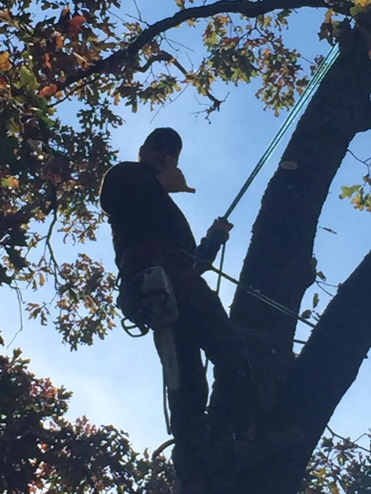 Professional landscaping services in Fort Smith, AR - Mike Carroll Tree Service and Construction