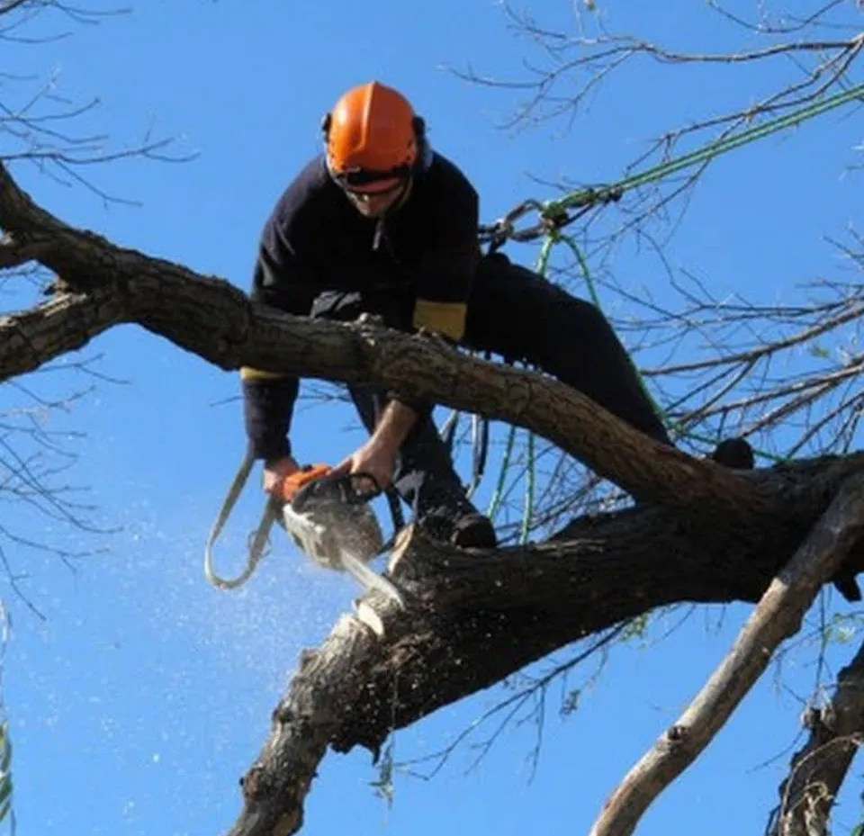 Top-rated landscaping services in Culpeper, VA - Mike Fincham Complete Tree Service