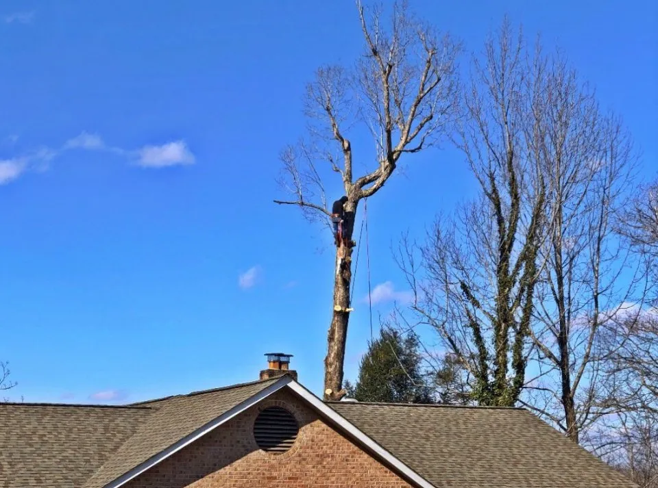 Local yard cleanup service for homes across Culpeper, VA - Mike Fincham Complete Tree Service
