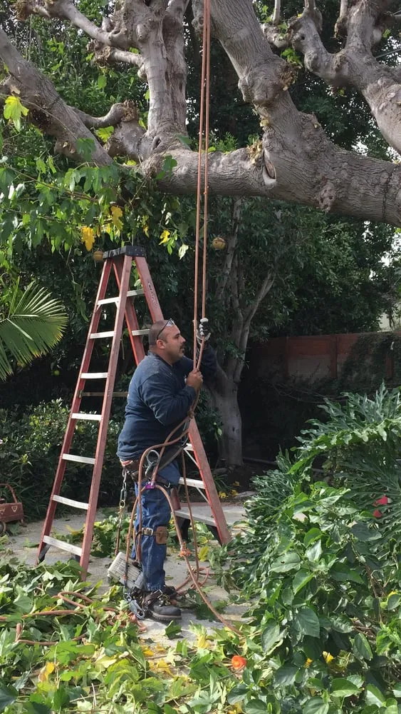 Custom yard cleanup service experts serving Canoga Park, CA - Mike Gallo Landscape & Tree Service