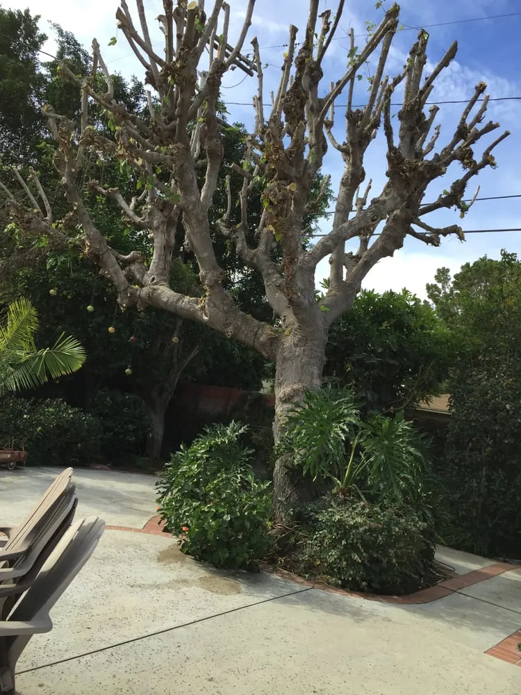 Professional garden landscaping for residential properties across Canoga Park, CA - Mike Gallo Landscape & Tree Service