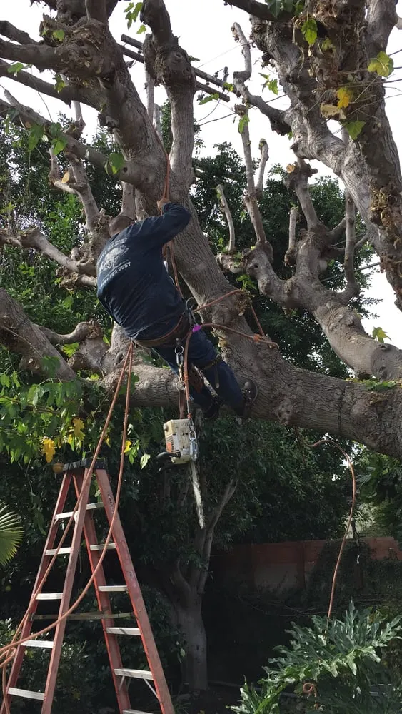 Trusted landscaping services for outdoor upgrades across Canoga Park, CA - Mike Gallo Landscape & Tree Service
