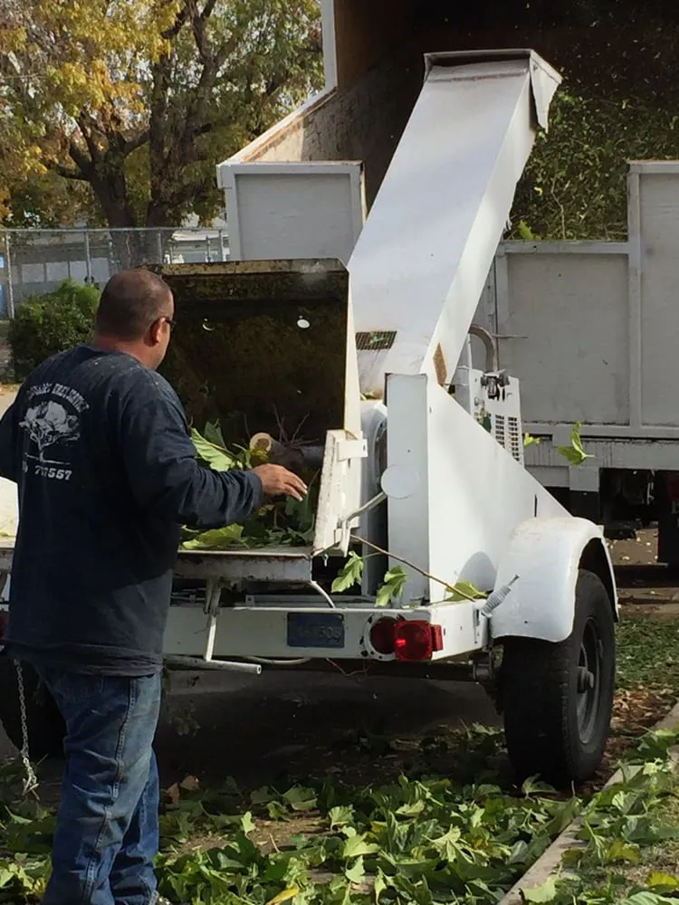 Reliable lawn care service for year-round maintenance in Canoga Park, CA by Mike Gallo Landscape & Tree Service