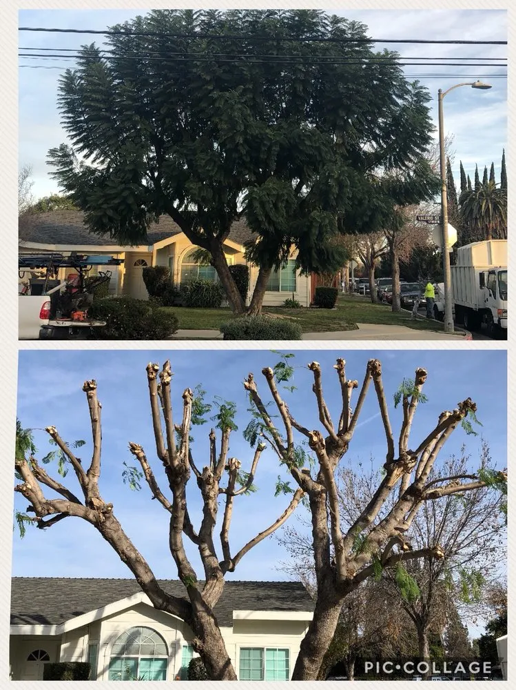 Top-rated lawn mowing service with custom design in Canoga Park, CA by Mike Gallo Landscape & Tree Service