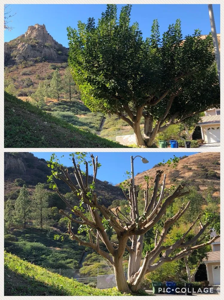 Reliable landscaping services experts serving Canoga Park, CA - Mike Gallo Landscape & Tree Service