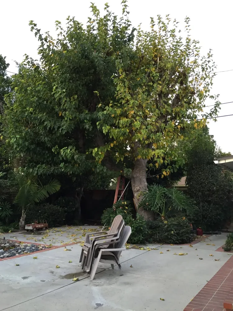 Expert outdoor landscaping in Canoga Park, CA by Mike Gallo Landscape & Tree Service
