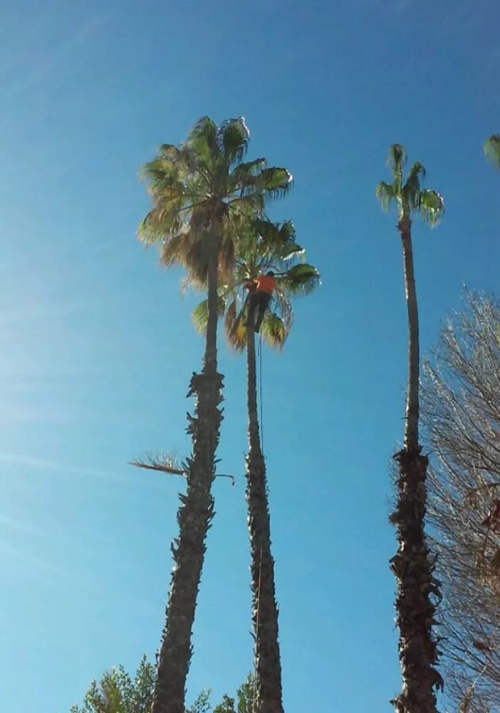 Affordable residential landscaping for outdoor upgrades in Canoga Park, CA by Mike Gallo Landscape & Tree Service