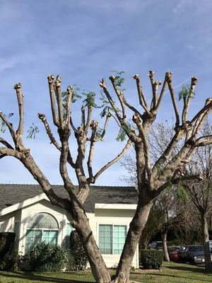 Mike Gallo Landscape & Tree Service Logo