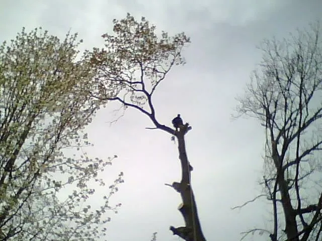 Top-rated landscaping services in Athens, AL - Mike Hacker Tree Service