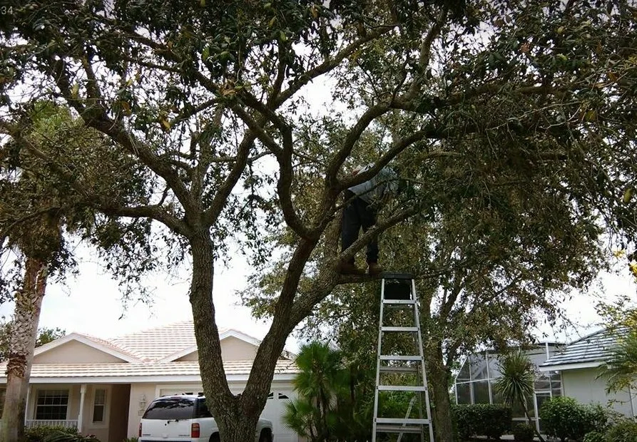 Custom yard maintenance in Punta Gorda, FL - Mike Lenart's Tree Service
