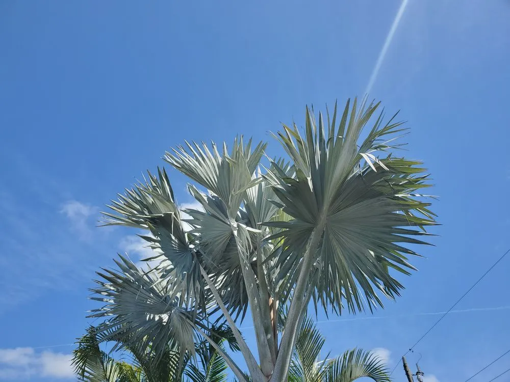 Professional outdoor landscaping experts serving Punta Gorda, FL - Mike Lenart's Tree Service