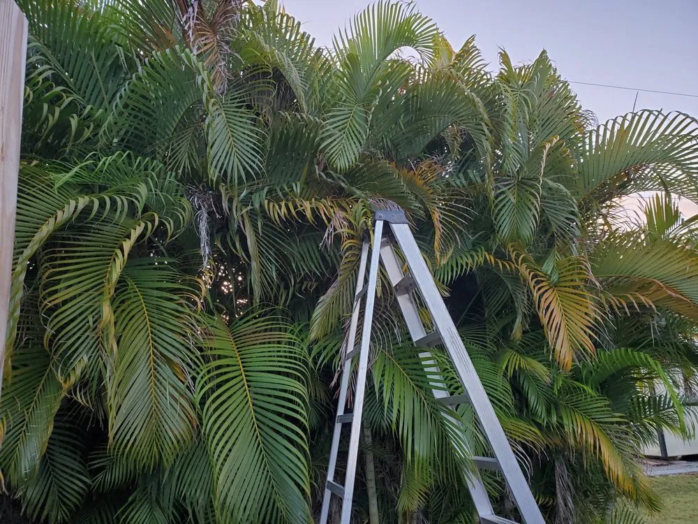 Top-rated landscaping services near you across Punta Gorda, FL - Mike Lenart's Tree Service