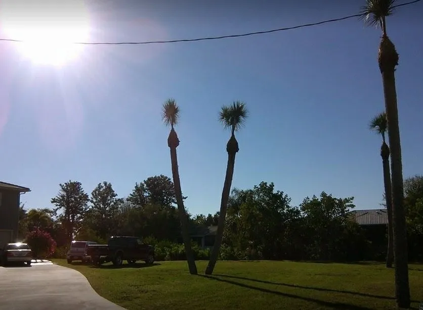 Affordable lawn care service in Punta Gorda, FL - Mike Lenart's Tree Service