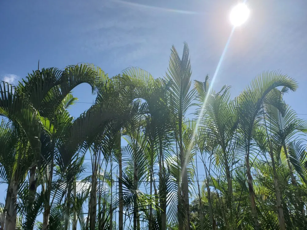 Custom lawn mowing service for beautiful yards across Punta Gorda, FL - Mike Lenart's Tree Service