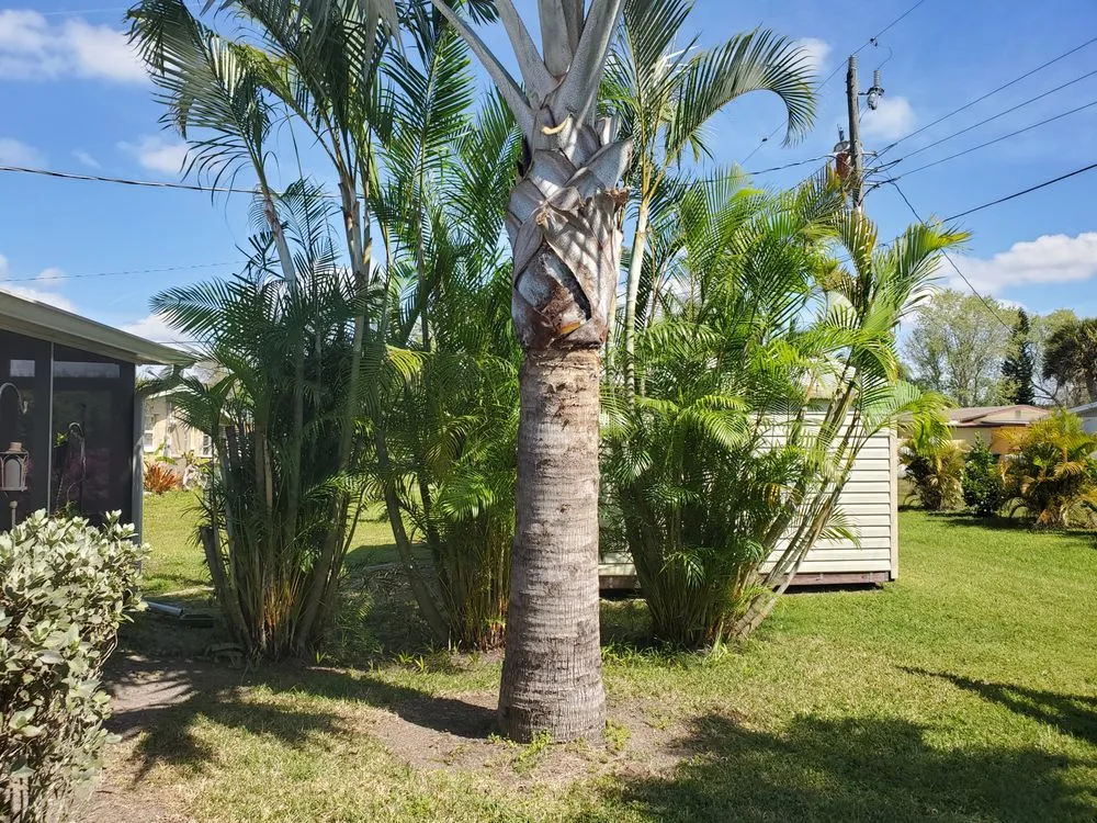 Affordable outdoor landscaping in Punta Gorda, FL - Mike Lenart's Tree Service