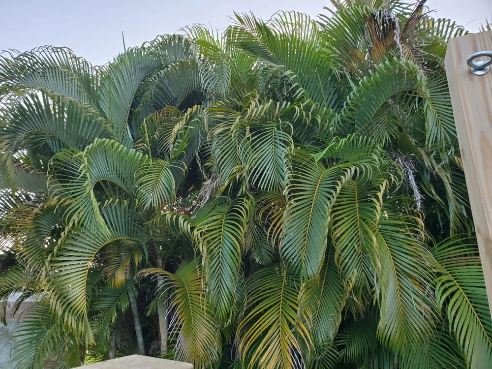 Affordable landscape installation in Punta Gorda, FL by Mike Lenart's Tree Service