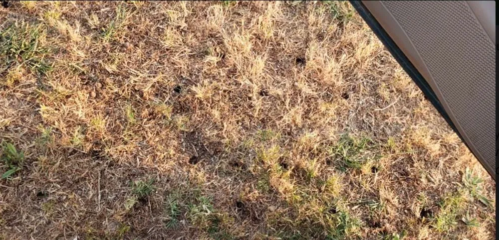 Affordable residential landscaping with custom design across Buda, TX - Mike Mows Best