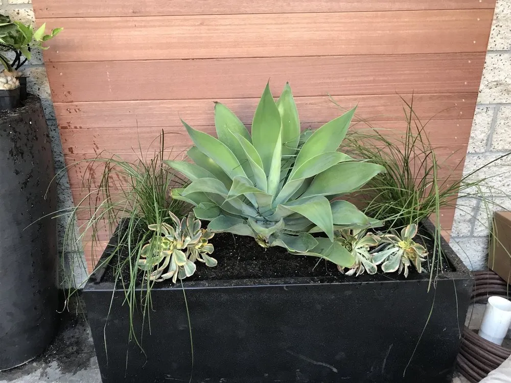 Expert landscape installation in Laguna Beach, CA by Mike Parker Landscape