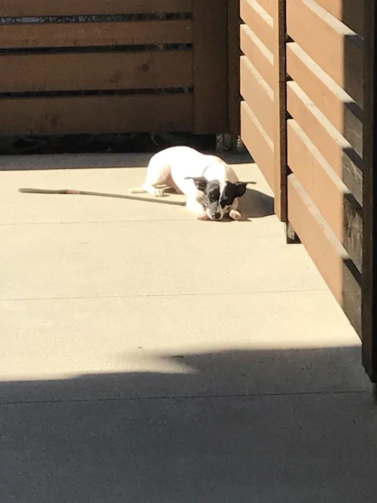 Professional landscaping services with custom design in Laguna Beach, CA by Mike Parker Landscape