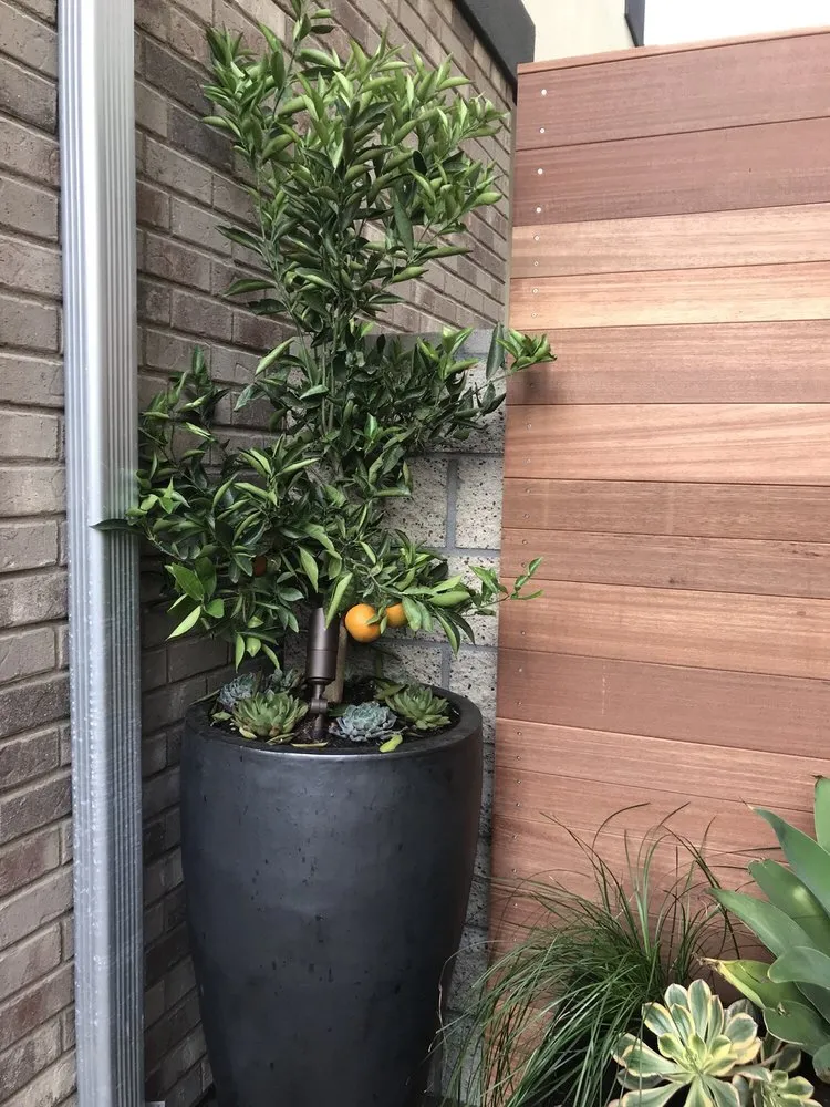 Local garden landscaping in Laguna Beach, CA - Mike Parker Landscape